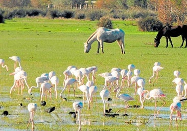 El pleito de los flamencos