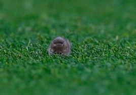 Una asquerosa plaga de ratones invade el estadio y las instalaciones del Manchester United