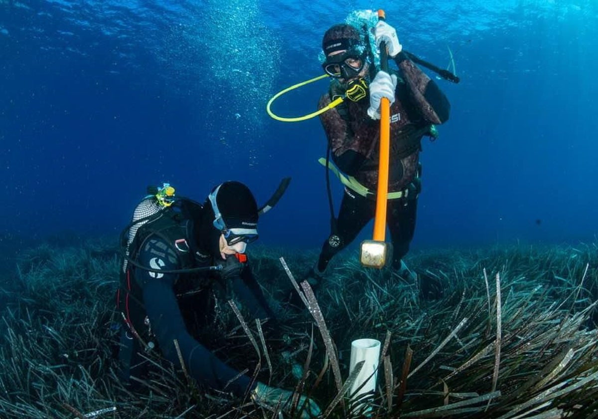 Las praderas de Posidonia capturan grandes cantidades de CO2