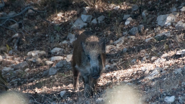 Species such as wild boar are one of the most emblematic hornachuelos
