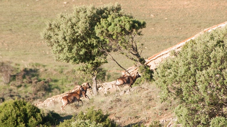 The muflones, one of the species that abound in village