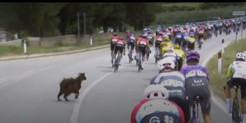 Una cabra irrumpe por sorpresa en el Giro de Italia y pone a prueba la destreza de los ciclistas