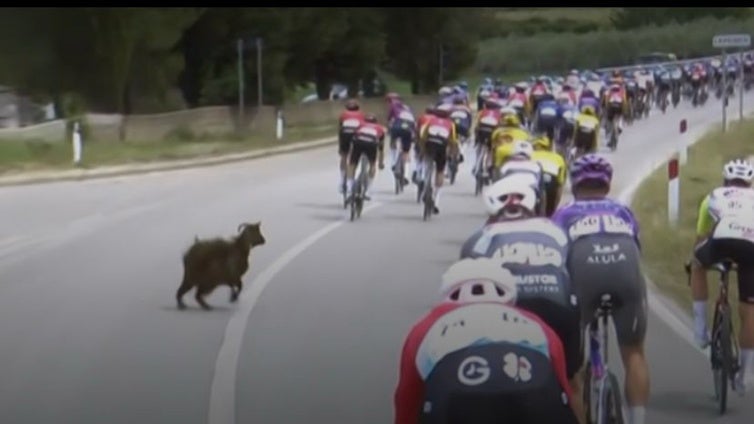 Una cabra irrumpe por sorpresa en el Giro de Italia y pone a prueba la destreza de los ciclistas