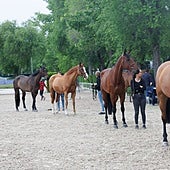 Viajes, antidopaje y colas para los controles veterinarios: la cara oculta de una reunión de caballos