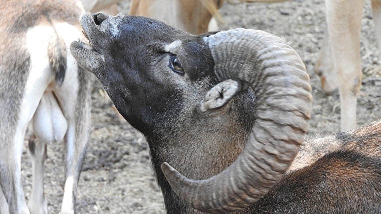 Imagen de archivo de una cabra montés en el medio rural andaluz
