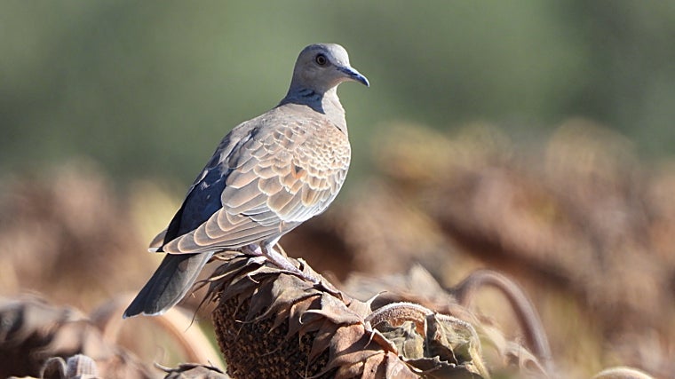 Imagen de una tórtola joven en una zona rural de Andalucía
