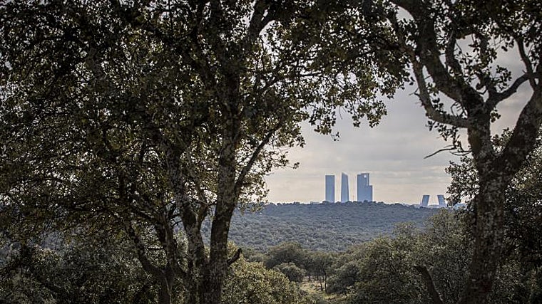 Las cuatro torres de Madrid desde el monte de El Pardo