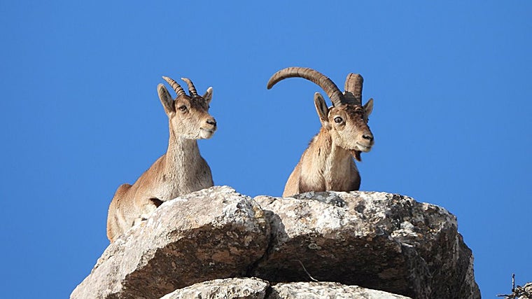 La cabra montés es la especie más demandada en el marco del turismo cinegético en Andalucía