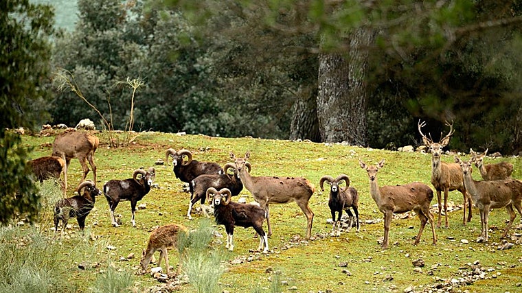 Diversas especies para la observación en el Parque Cinegético Collado del Almendral