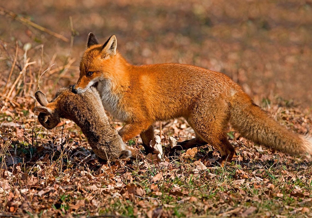 Imagen de un zorro cazando un conejo