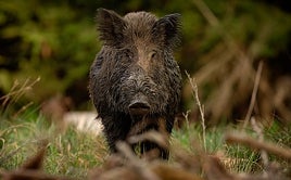 Imagen de un jabalí