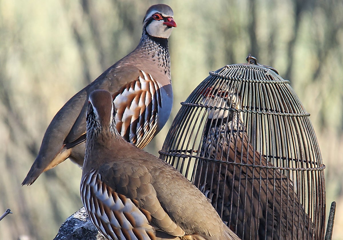 Pájaro usado como reclamo para la caza de la perdiz