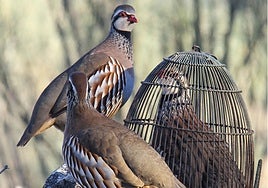 La caza andaluza vuelve a hacer historia: la Perdiz con Reclamo, declarada Bien de Interés Cultural