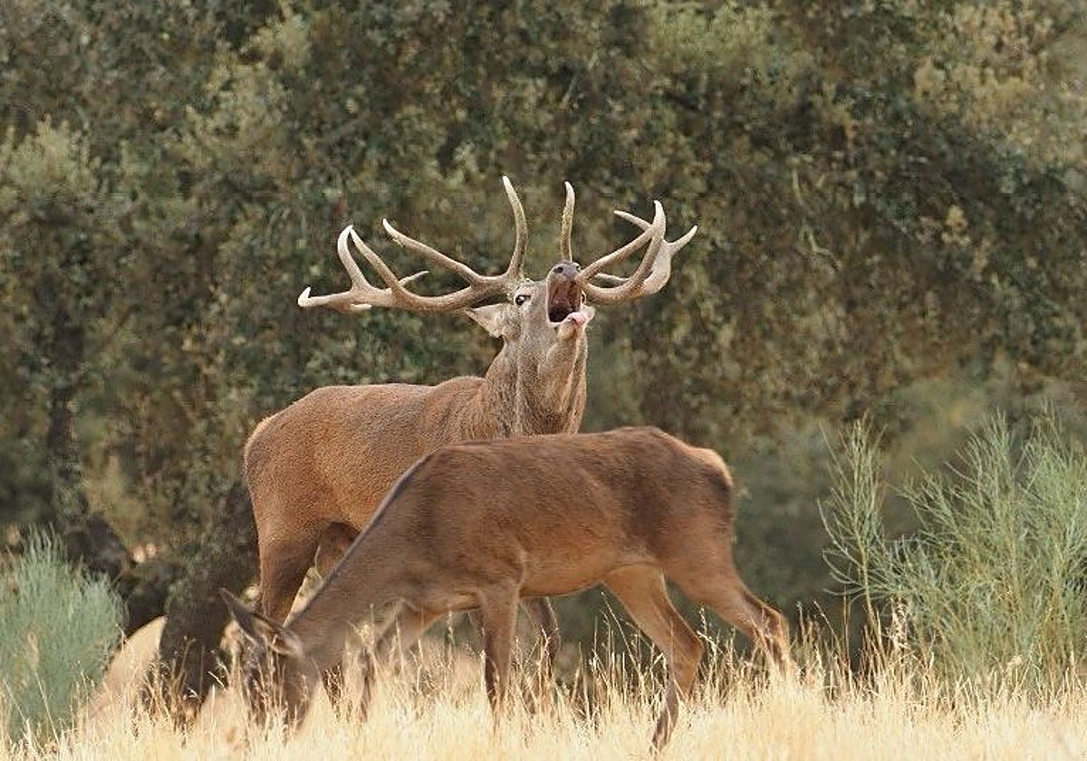 Feciex convierte a Badajoz en el epicentro del sector cinegético de España y Portugal