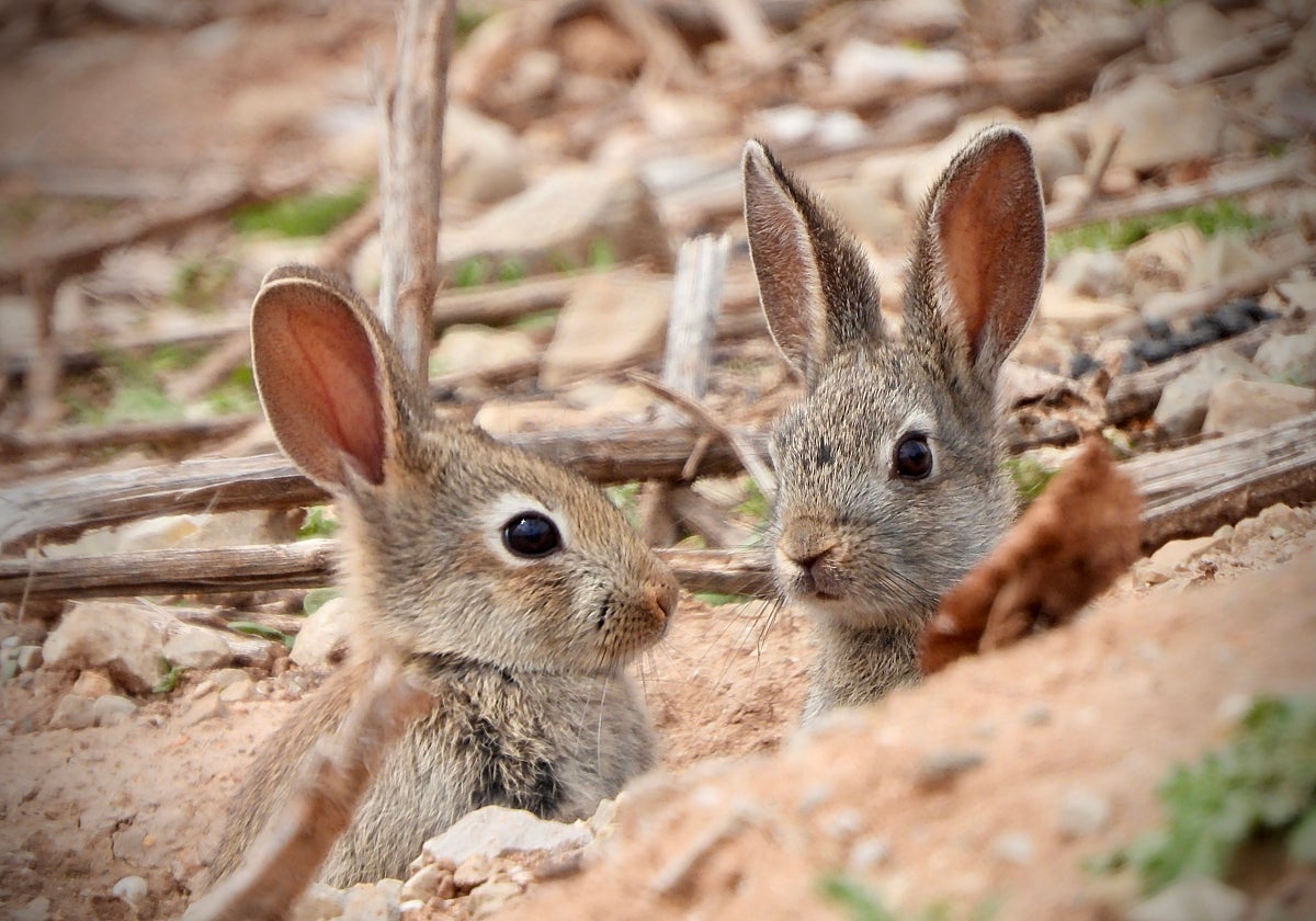 La caza se erige como acción clave frente a la sobrepoblación de conejos, por los daños que causan en la agricultura