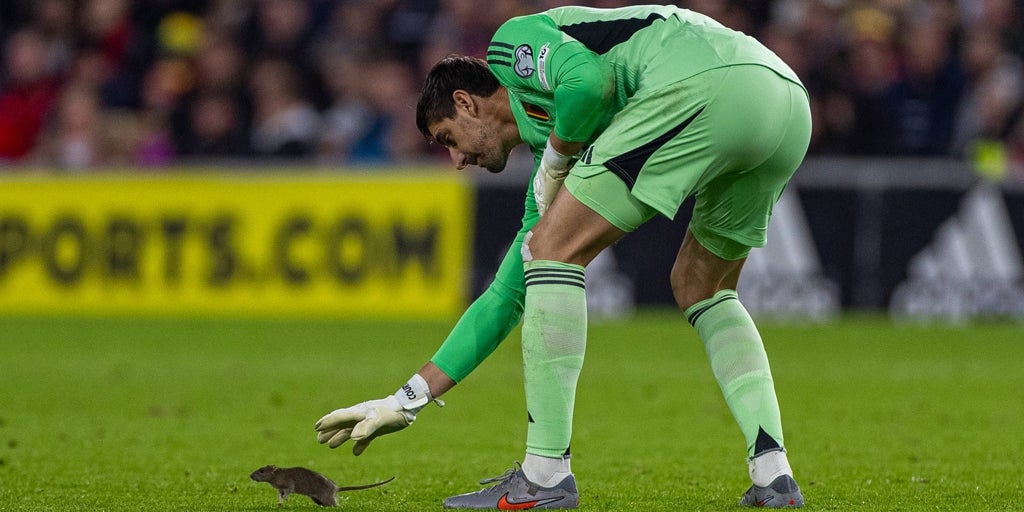 Surrealista imagen de Courtois con una rata durante el Gales - Bélgica