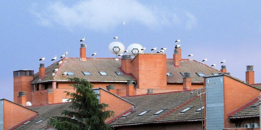 Las nuevas aves sedentarias, una adaptación a un planeta alterado