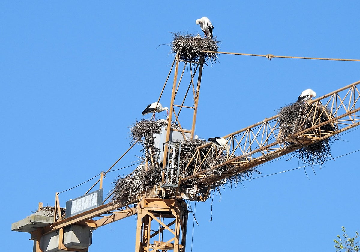 La invasión de las cigüeñas blancas y su repercusión en los ecosistemas peninsulares