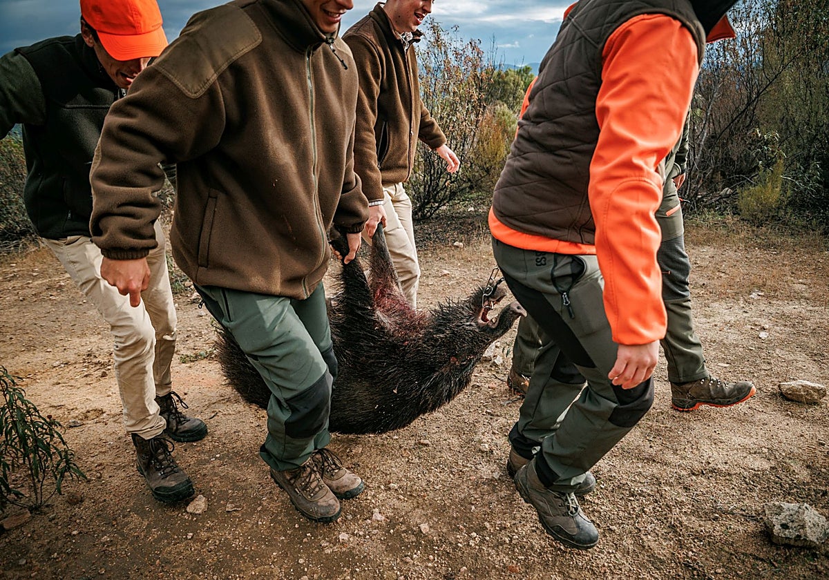Un grupo de cazadores transporta un jabalí abatido
