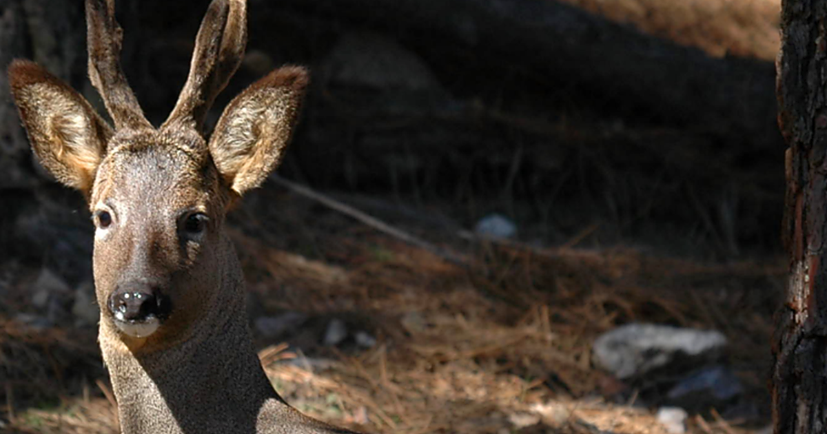 El corzo, en el punto de mira de la gestión cinegética