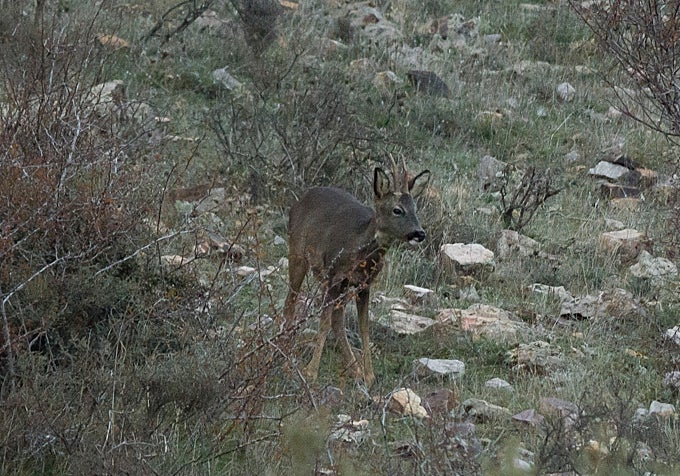 Imagen de corzo en el bosque