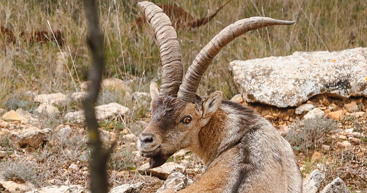 La sarna diezma las poblaciones de cabra montes