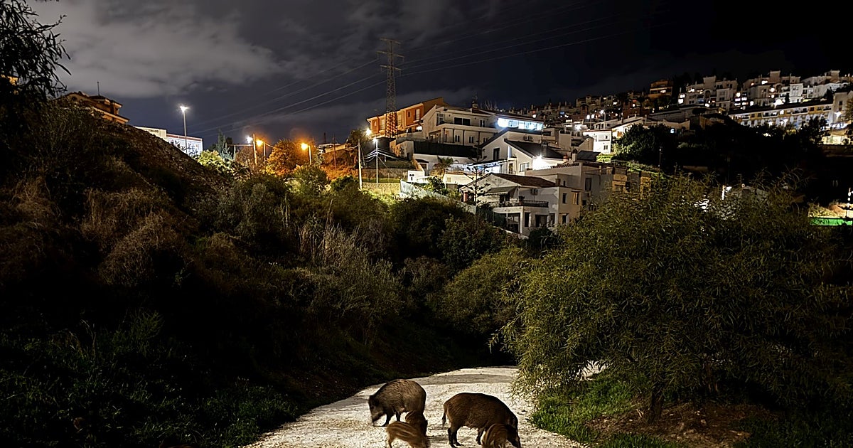 Jabalíes urbanos: un problema que se agrava