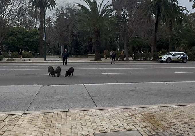 La presencia de jabalíes en las calles, cada vez más habitual