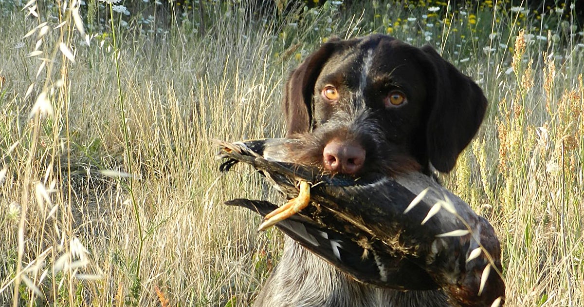 La singularidad de los perros de caza y de trabajo en el campo