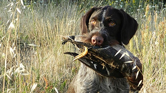 La singularidad de los perros de caza y de trabajo en el campo