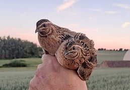 Por qué Europa mira a España: el modelo de los cazadores españoles para salvar la codorniz que ya se copia en el extranjero