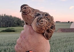 Por qué Europa mira a España: el modelo de los cazadores españoles para salvar la codorniz que ya se copia en el extranjero