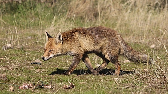 Animales predadores: su implicación con los intereses del hombre