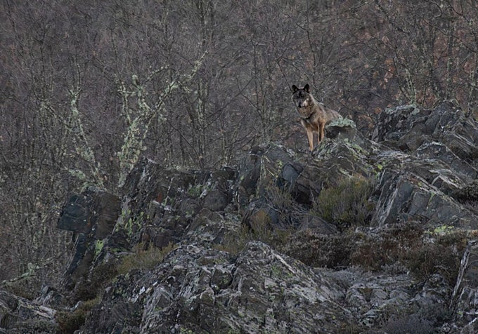 Un lobo en la Sierra de la Culebra
