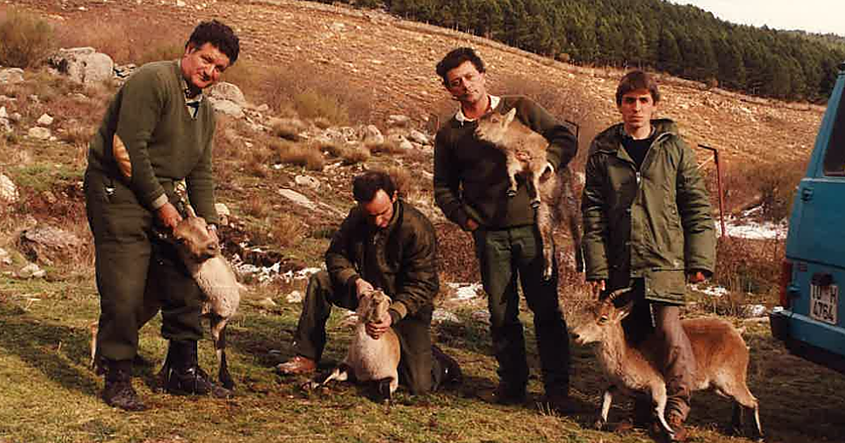 Cuando la cabra montés volvió a Guadarrama