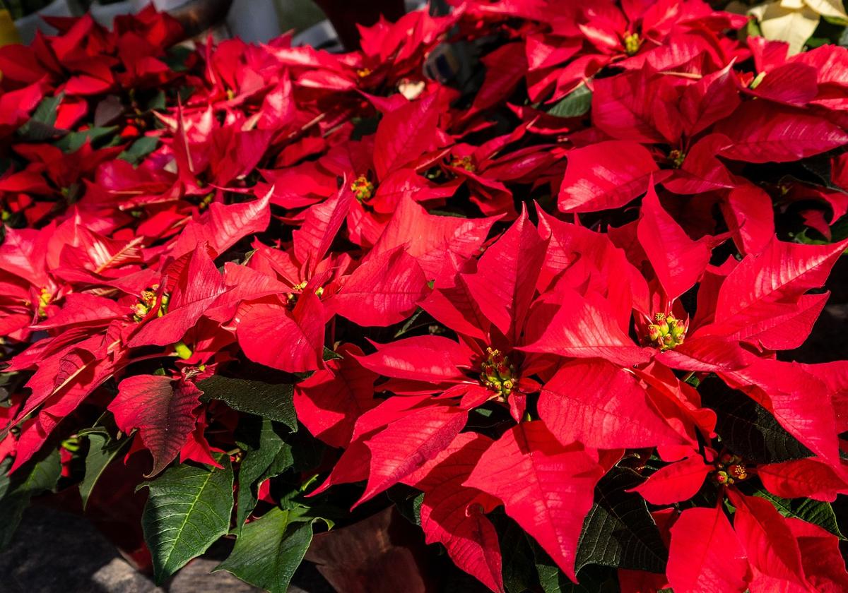 Estos son los trucos básicos para que la flor de Pascua dure más