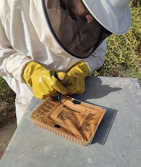 Imagen secundaria 2 - Arriba, colmenas de Nuctramiel. Debajo, izquierda, colmena inteligente de T-Systems y, debajo derecha, alimentos energéticos de Zukán para abejas