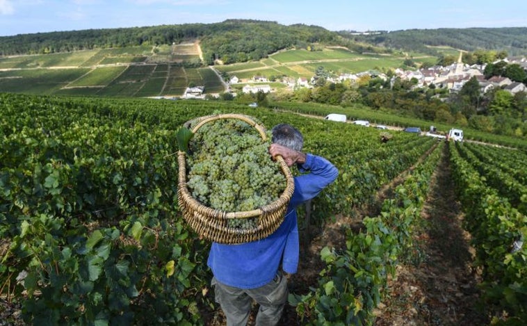 La vendimia en Francia, el eterno reclamo: de 1.700 a 2.000 euros y acceso a ayudas sociales