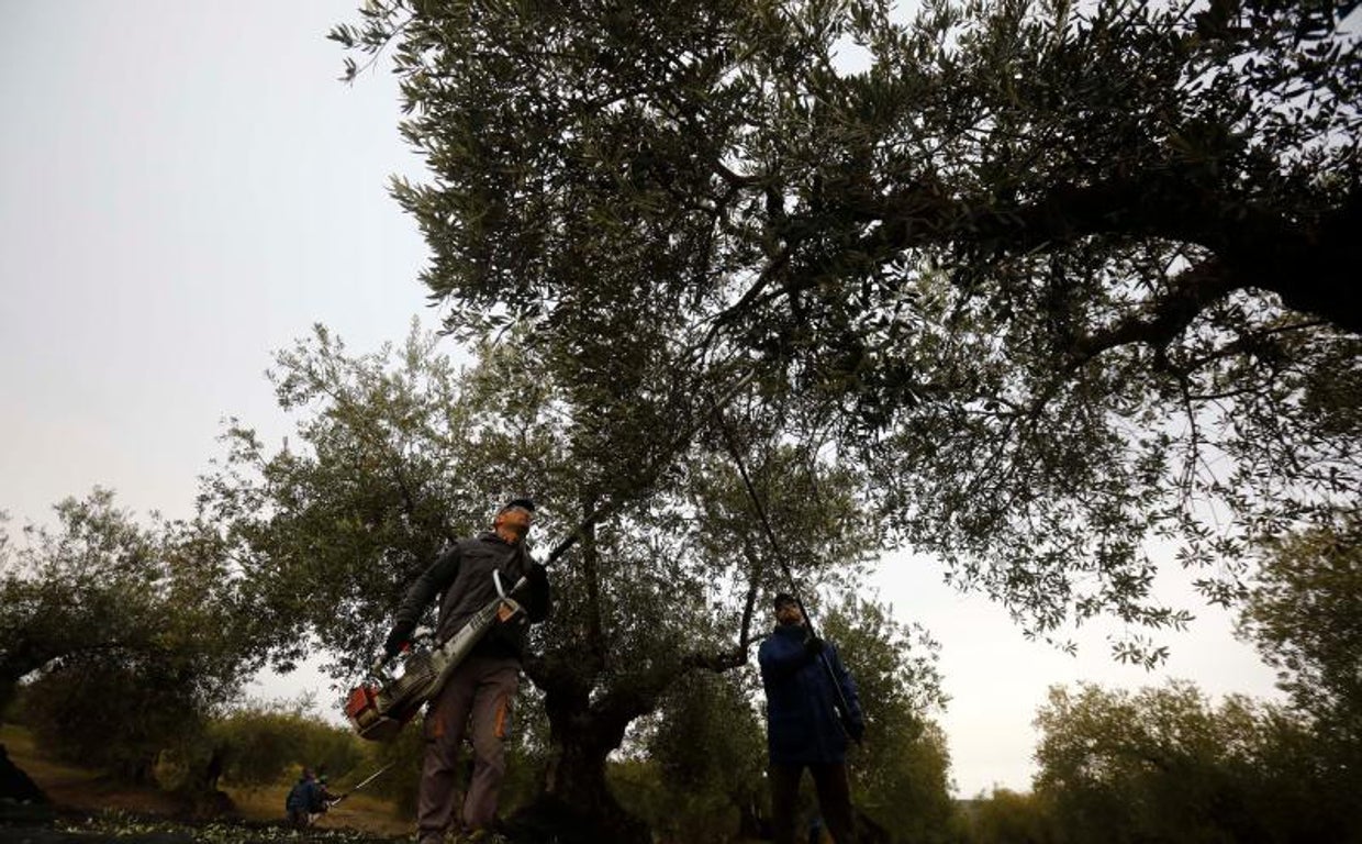 La sequía da un hachazo a la producción de aceite en pleno pico de precios