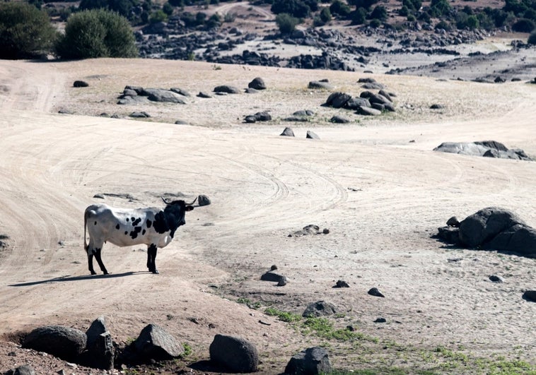 60 millones de litros de leche perdidos por culpa del calor