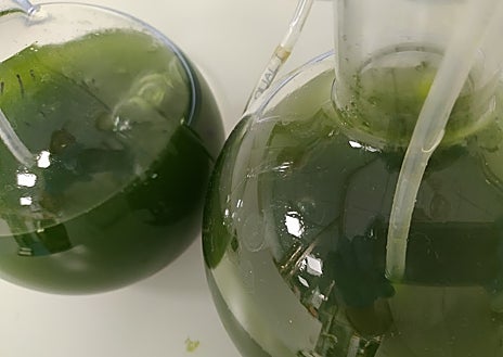 Imagen secundaria 1 - En 2019, Nuria Egea fundó, junto a sus socios (Manuel González, Julio Frías y Manuel Altava), G2G Algae en el municipio sevillano de La Puebla del Río