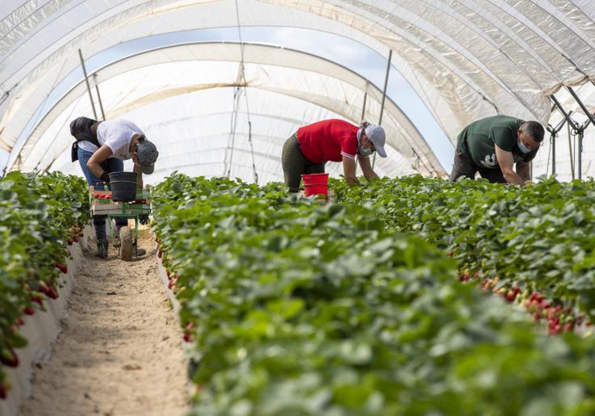 El precio de frutas, verduras y hortalizas se desboca