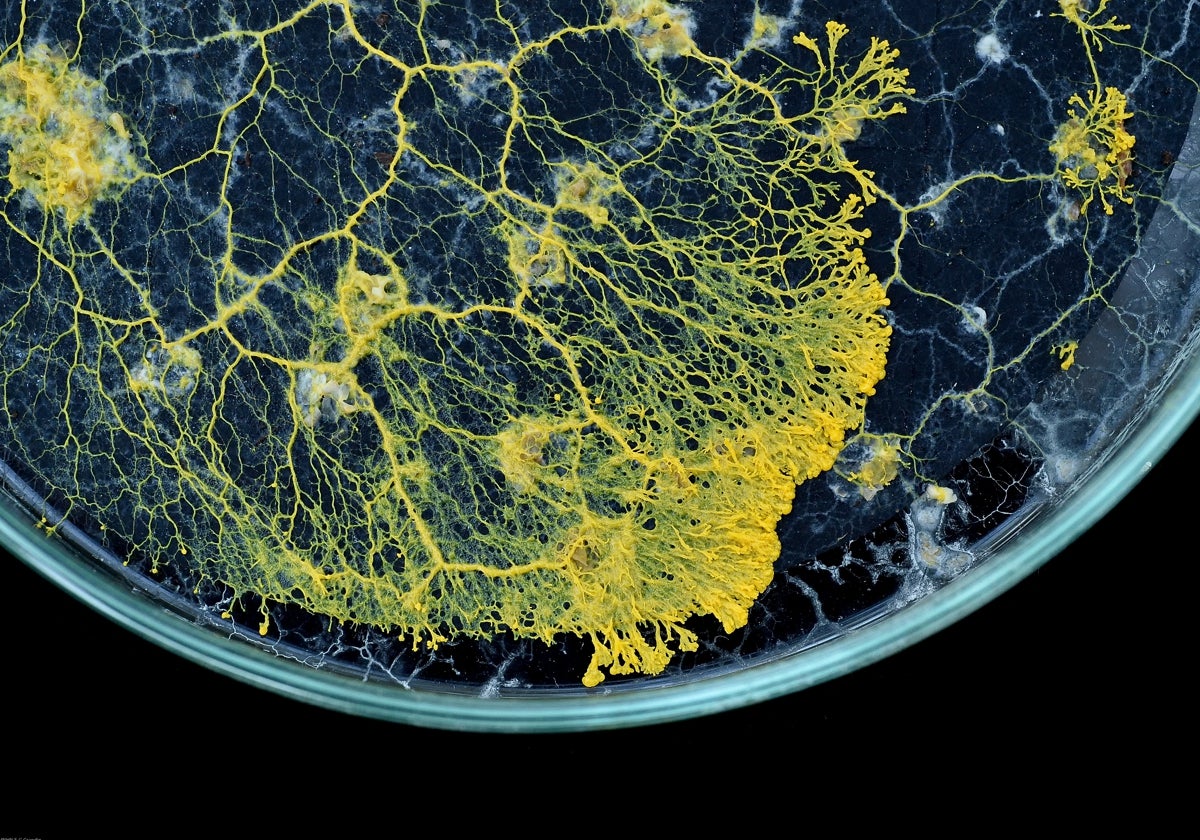 Blob, el enigma del pequeño gran ordenador biológico que fascina al mundo