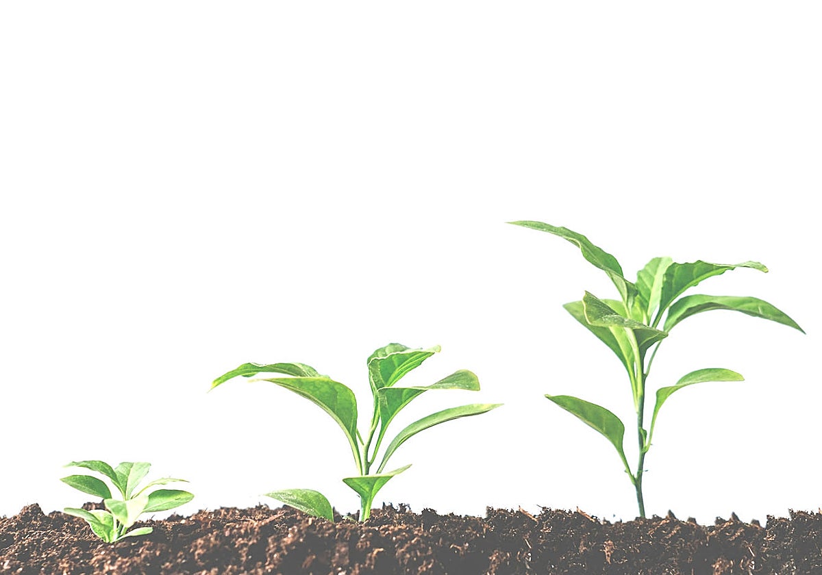 La I+D española abona la revolución agraria de los bioestimulantes