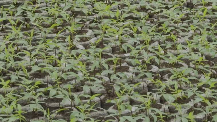 Agróptimum Group se convierte en la Pyme del Año en Cuenca