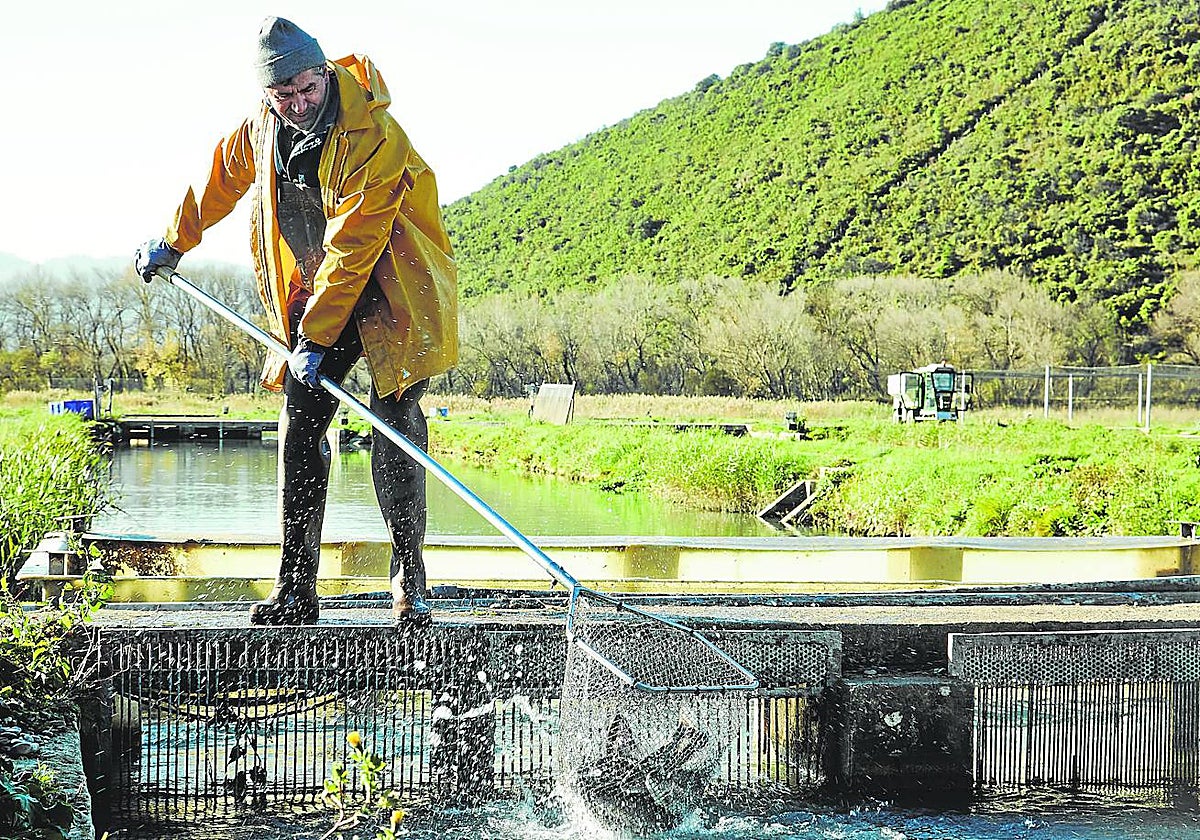 España es líder europeo en producción acuícola, una actividad que puede ser una oportunidad para emprender en el medio rural con el cultivo de peces en tierra firme y aguas dulces. De hecho, ya contamos con 150 instalaciones de este tipo