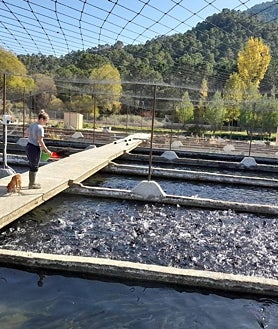Imagen secundaria 2 - Arriba, vista panorámica de los viveros de Yesa (Navarra) que pertenecen a Caviar Pirinea, una empresa que cuenta con tres piscifactorías en los Pirineos para la producción sostenible de caviar y trucha arco iris. Sobre estas líneas, izquierda, un ejemplar de esturión de Caviar Riofrío y, derecha, instalaciones de Piscifactoría Río Mundo