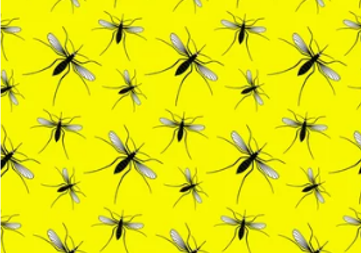 Los mosquitos que en otros siglos desataron plagas en Europa vuelven hacer acto de presencia