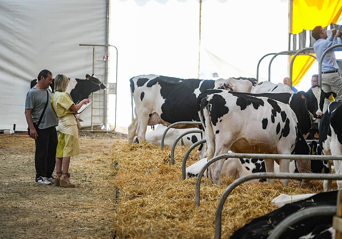 Ejemplares de vacuno de leche en una feria agroganadera