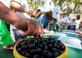 El sector olivarero urge medidas de represalia contra EE.UU. por los aranceles